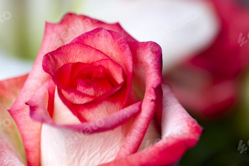 Preview: Red Rose Bloom Closeup