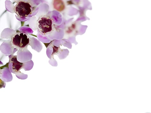 Preview: Close-Up Cropped Shot Of Pink Flowers Isolated Against White Background.