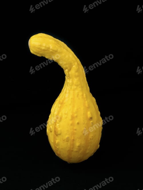 Preview: Shot Of A Yellow Gourd Isolated On Black.