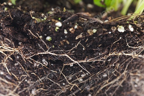 Preview: Plant Roots In Soil Closeup
