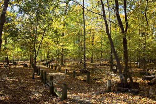 Preview: Pedestrian Walkway And Autumns Trees.