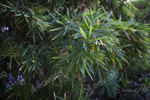 Preview: Bushy Green Plant
