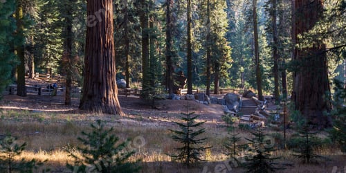 Preview: Beautiful Giant Sequoia Trees With A Beautiful Almost Orange Bark Glowing In The Sunshine In The