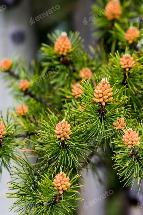 Preview: Close Up Of A Pine Tree Branch With New Baby Pine Cones Against A Birch Tree In The Background.