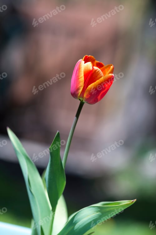 Preview: Lone Tulip In The Garden.