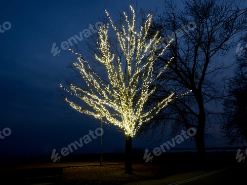 Preview: A Tree In A Park Wrapped With Lights The Christmas Holidays