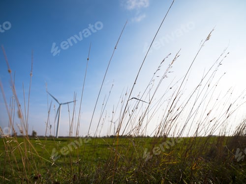 Preview: Image With Reeds With Field In The Background.