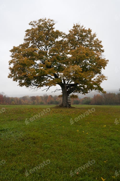 Preview: View Of A Tree In Grassy Field.