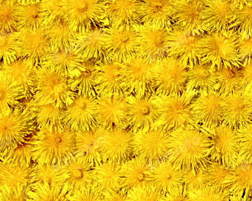 Preview: Dandelion Flowers