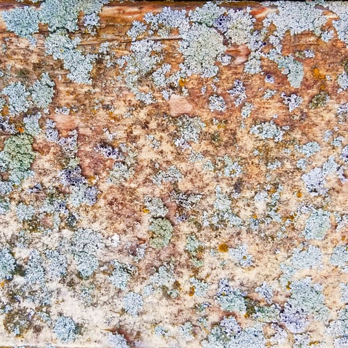 Preview: Old Rustic Weathered Wooden Or Rock Texture With Moss Growing On It