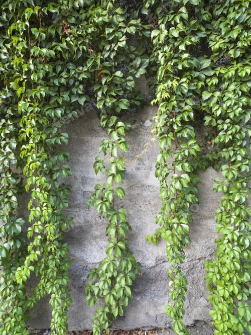 Preview: Stone Wall With Vines