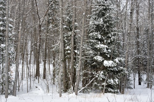 Winter Forest Landscape