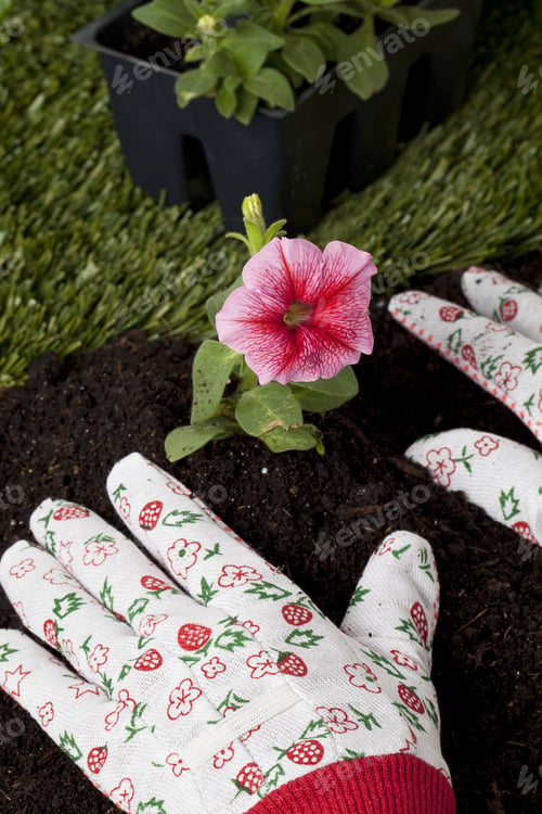 Preview: Closed Up Shot Of A Gardener'S Hand Just Finished Planting A Flower In The Backyard