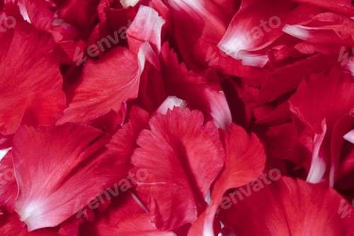 Preview: Close-up of Many Red Flower Petals