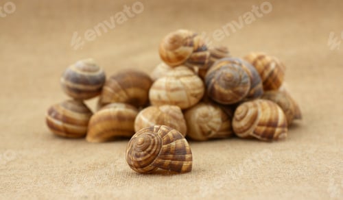 Preview: Escargot Shells