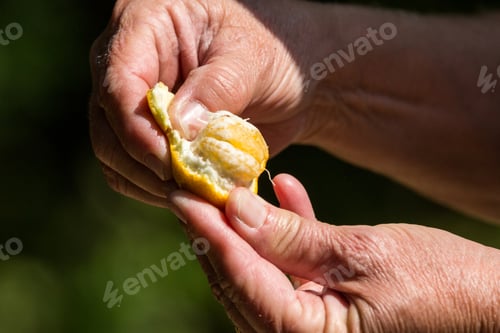 Preview: Human Hands Peeling A Citrus Fruit Against A Dark Background