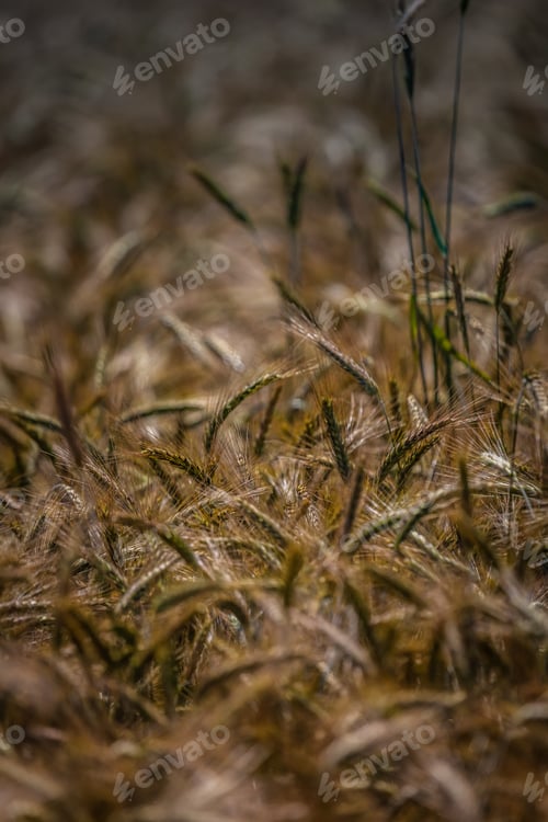 Preview: Growing Wheat Ready For Harvest.