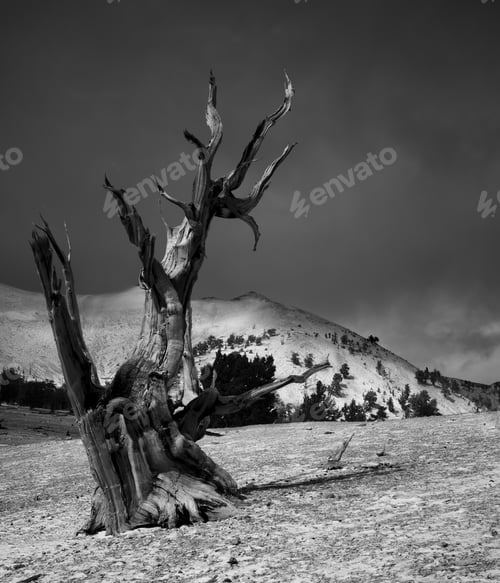 Preview: A Dead Tree Stands Alone In A Black And White Photo.