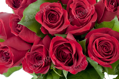 Preview: Red Roses Love Theme