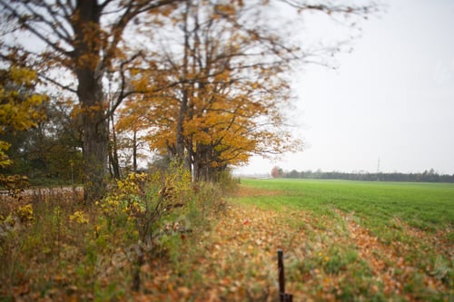 Preview: View Of A Dairy Farm.