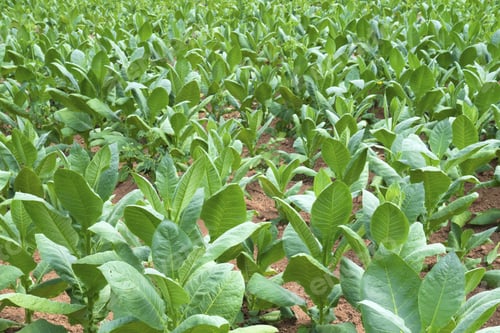 Preview: Tobacco Fields In Cuba