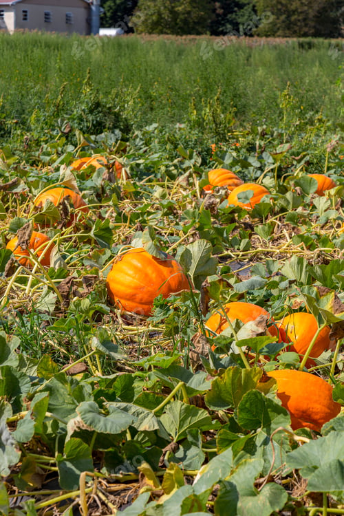 Preview: Ronks, Pa, Usa - August 26, 2015: Pumpkins Ready For Harvest From A Field In A Lancaster County, Pa.