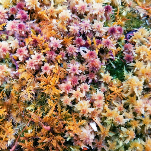 Preview: Fall Color Forest Mossy Plant Texture Background
