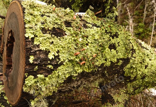 Preview: Tree Trunks Of Patagonia