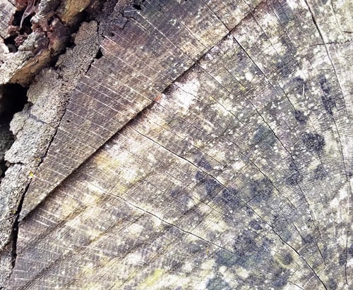 Preview: Aged Rustic Wooden Surface Background Texture