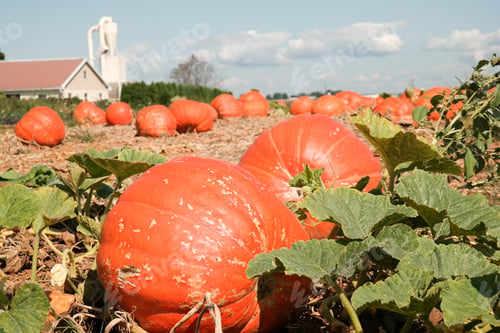 Preview: Pumpkins In Field Ready For Harvest.