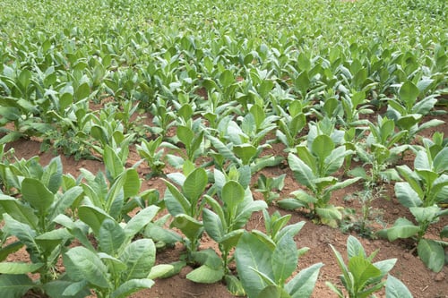 Tobacco Fields In Cuba