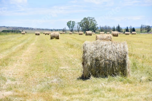 Preview: Round Hay Bales In The Agricultural Fields Near The Town Of Middelburg In South Africa