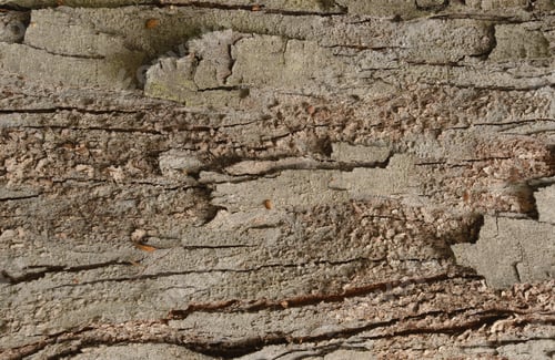 Preview: Texture Trees In Patagonia