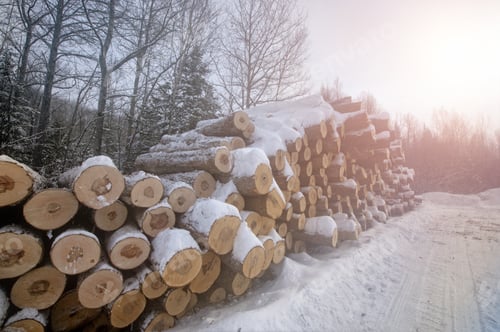 Preview: Woodpile Of Cut Lumber For Forestry Industry In The Winter Forest
