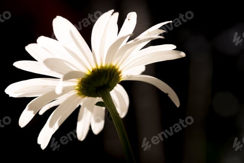 Preview: Spring Flowers. Burst Of Colors.