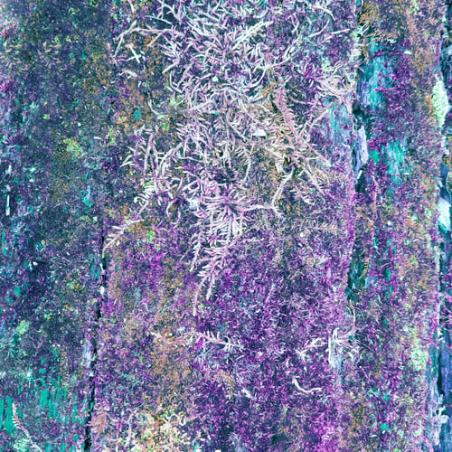Preview: Weathered Rustic Colorful Wood Texture With Moss