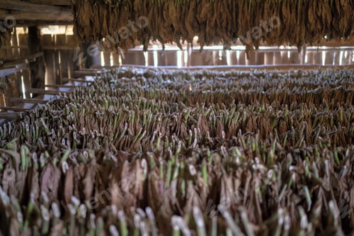 Preview: Tobacco Drying In Hut Selective Focus