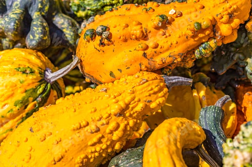Preview: Multiple Autumn Gourds With Warts On Display And Offered For Sale.