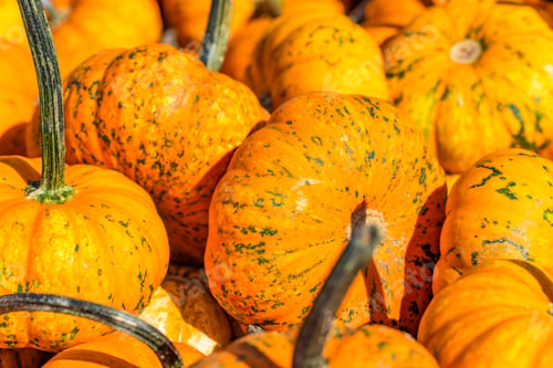 Preview: Multiple Long Stem Miniature Pumpkins Are Used For Seasonal Decorations,
