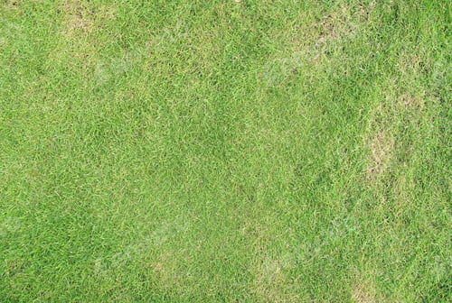 Preview: The Tropical Grassland