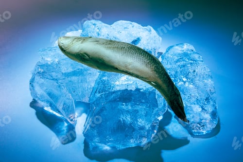 Preview: A Frozen Fish Such As A Sea Bass On Blocks Of Ice With Dramatic Colors