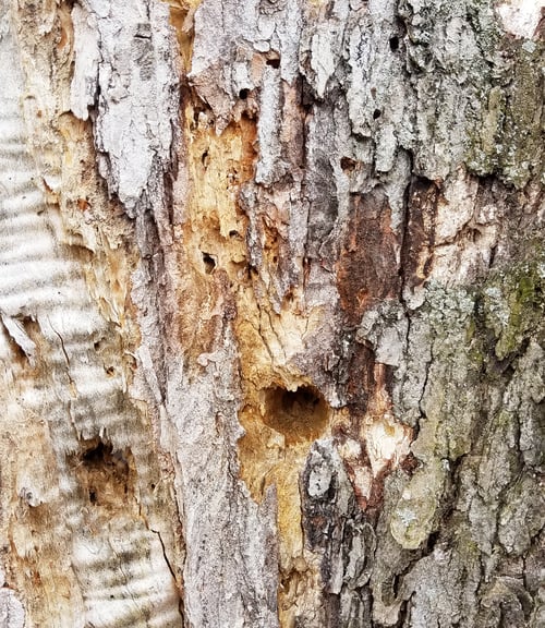 Preview: Old Rustic Tree Bark Texture Background
