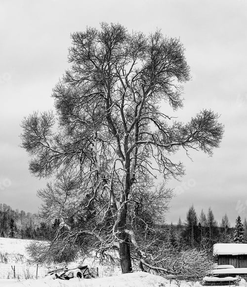 Preview: Snow Covered Tree In Northern Canadian Old Farmhouse