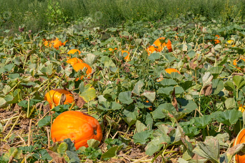 Preview: Ronks, Pa, Usa - August 26, 2015: Pumpkins Ready For Harvest From A Field In A Lancaster County, Pa.