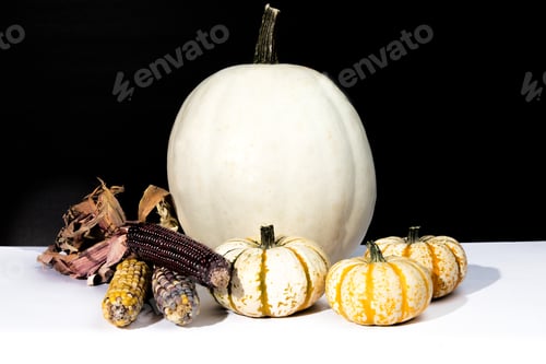 Preview: Large And Small White Pumpkins And Dried Indian Corn On A White Table With A Black Background