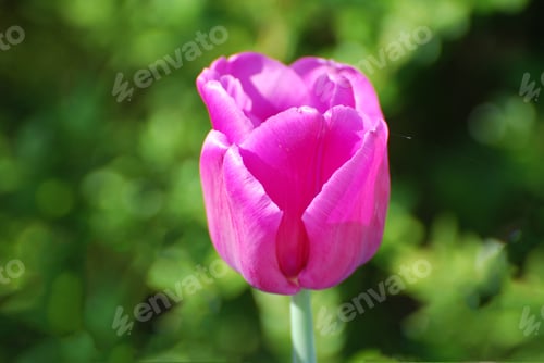 Preview: Flowering Single Dark Pink Tulip Flower Blossom In A Garden.