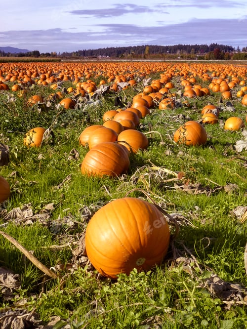 Preview: Ready To Havest Beautiful Pumpkin Patch In Victoria