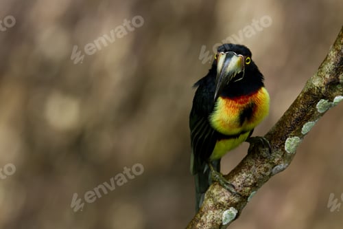 Preview: Aracari Toucan Perched On A Branch In The Rainforest Of Belize