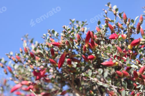 Preview: A Desert Penstemon Bush With Bright Pink Flowers 6507