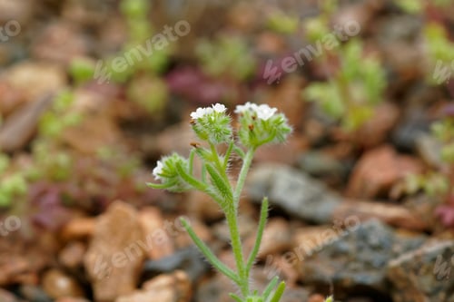Preview: Cryptantha Filaginea, Grows When The Atacama Desert Blooms. This Picture Was Taken This September